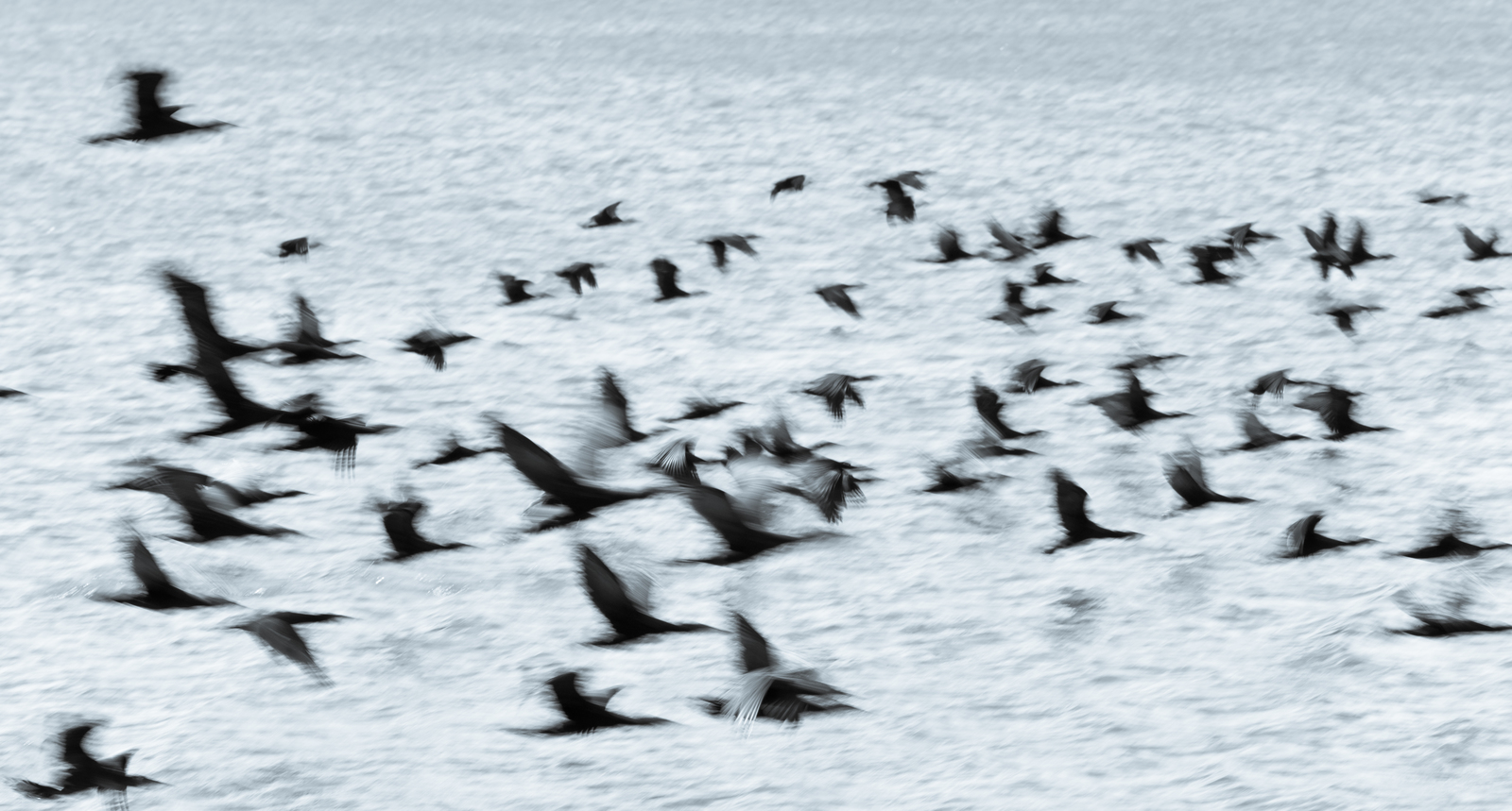 blurred image of flock of birds flying away